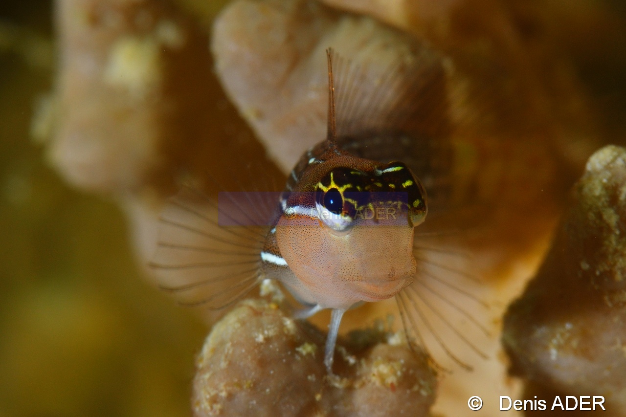 Ecsenius pictus Blennie peinte-Moga Island Bopa 3-16m-20180529-Denis-ADER-DSC_1874_tn.jpg